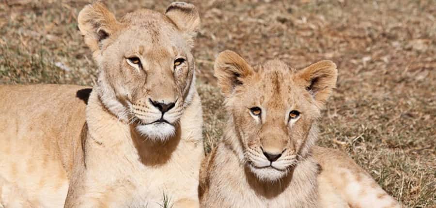 Lion Park Tour in Open Safari Vehicle - Education, Conservation, and Responsible Viewing