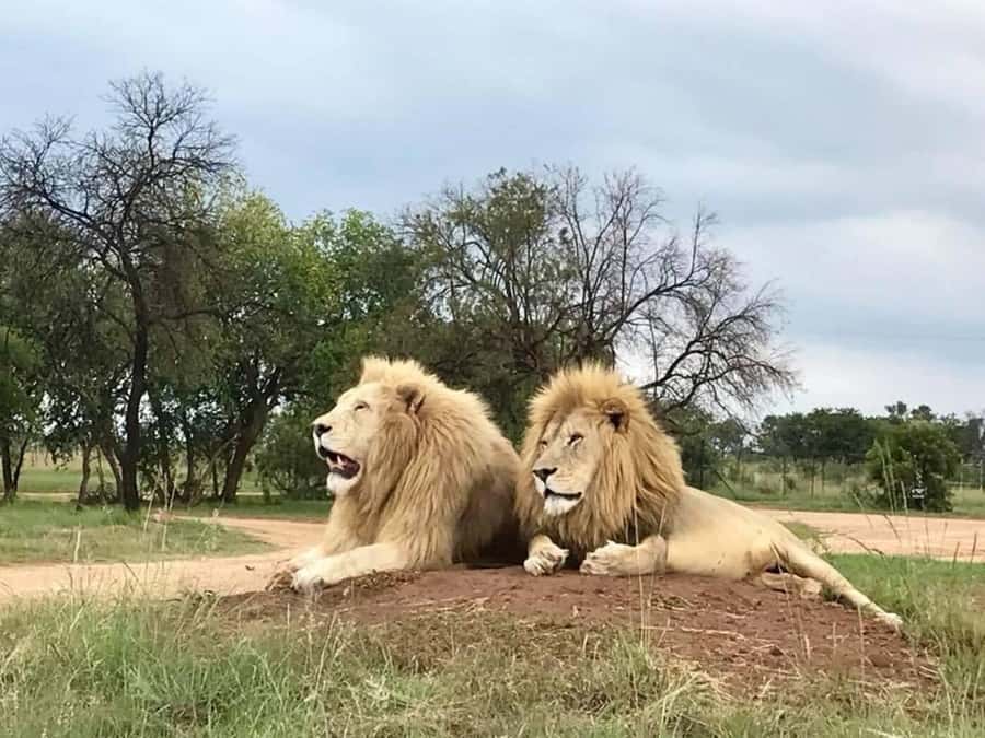 Lion Park Tour in Open Safari Vehicle - Who Will Enjoy This Four-Hour Outing?