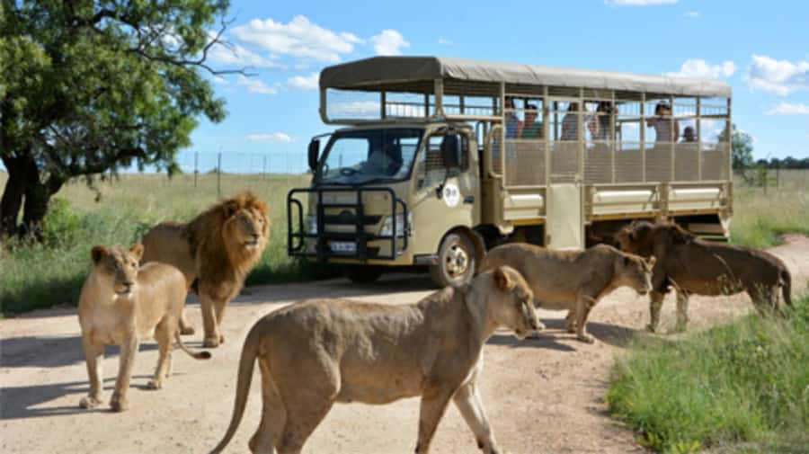 Lion Park Tour in Open Safari Vehicle - What to Bring and How to Plan the Day