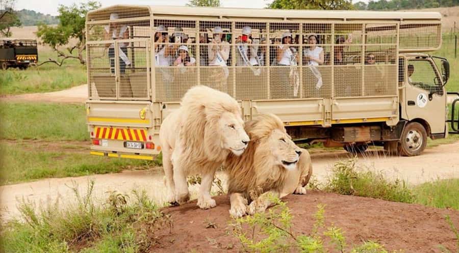 Lion Park Tour in Open Safari Vehicle - FAQ