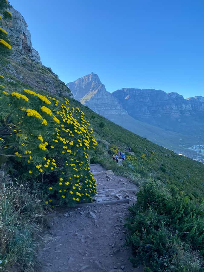 Lion's Head Hike: Cape Town - Sunrise or Sunset Hike - What the $49 Price Delivers