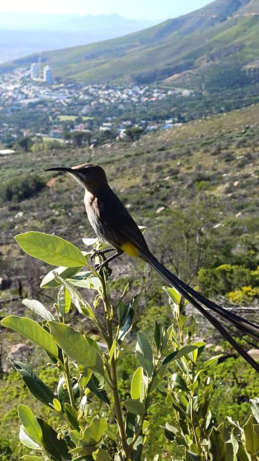 Lion's Head: Hike with a registered hiking guide - Timing, group size, and cancellation