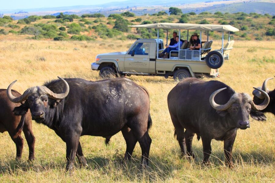 Little Brak River: Botlierskop Guided Game Drive - Key points before you book