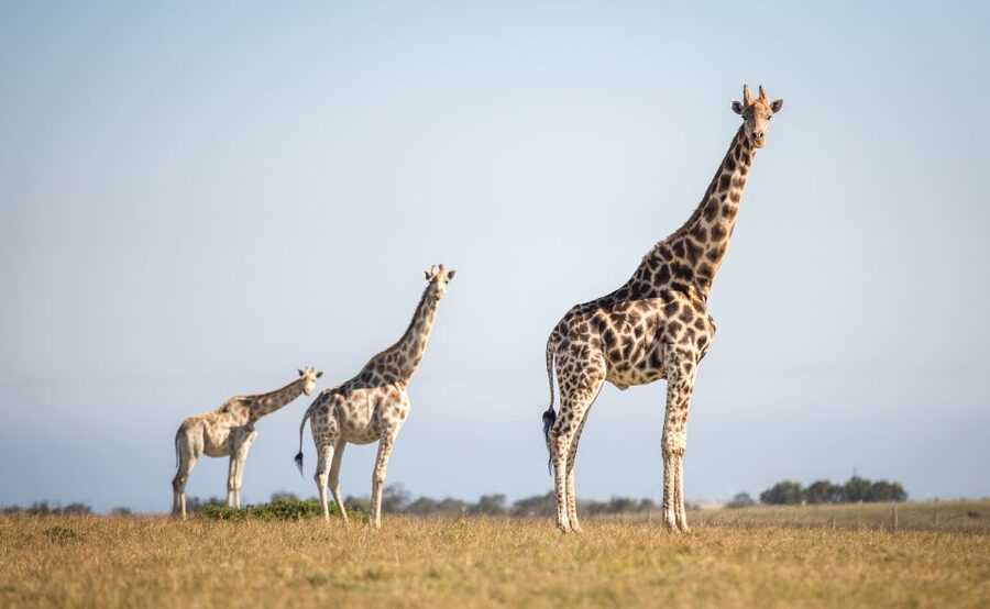 Little Brak River: Botlierskop Guided Game Drive - A Garden Route safari with real wildlife variety
