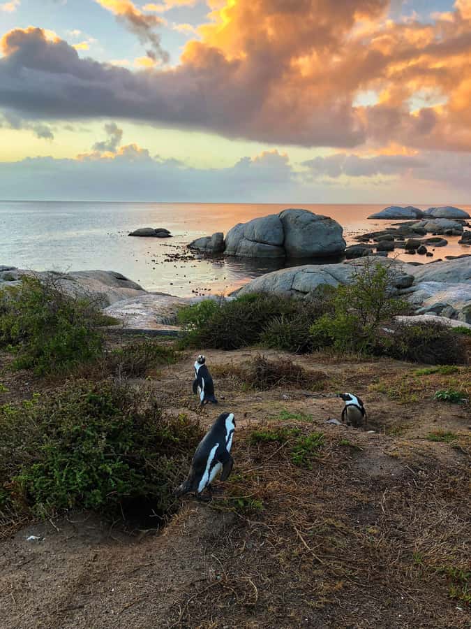 Luxury Cape of Good Hope & Penguin Tour - Why this Cape Peninsula route works so well