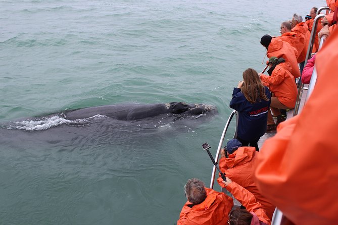 Marine Big 5 Safari: Self-Drive - Choosing the best season for whales