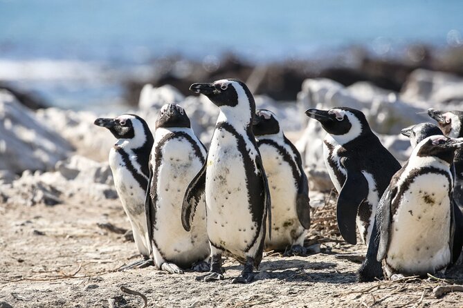 Marine Big 5 Safari with transport from Cape Town - The African Penguin and Seabird Sanctuary adds purpose