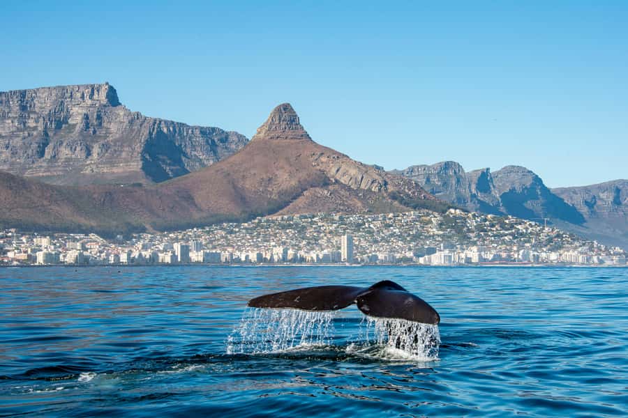 Marine Eco Cruise and Half-Day Wine Route with Tastings - A morning on Table Bay