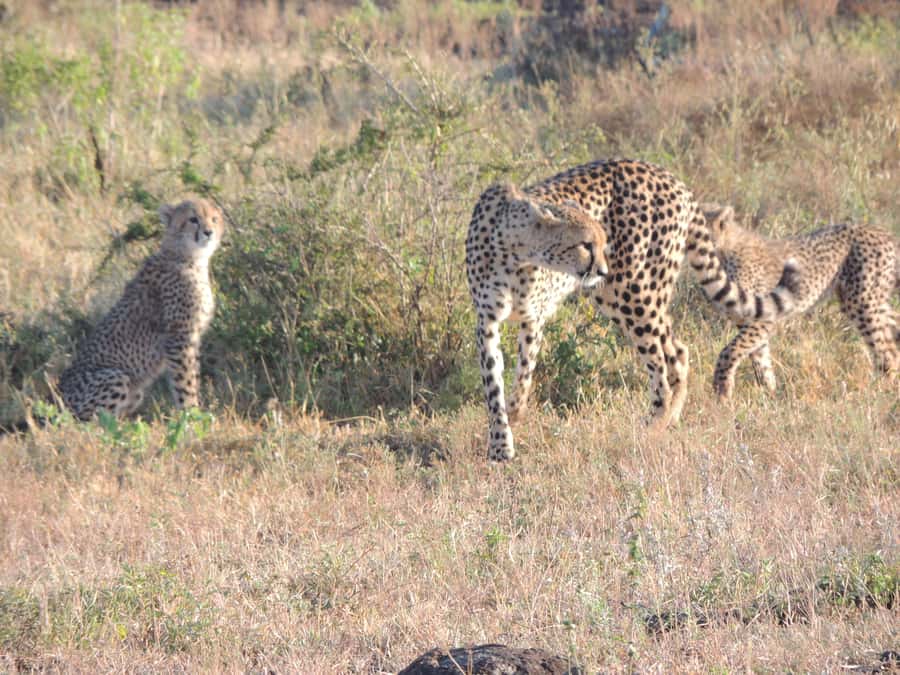 Marloth Park: Kruger National Park Safari Game Drives - Why the open vehicle makes a difference