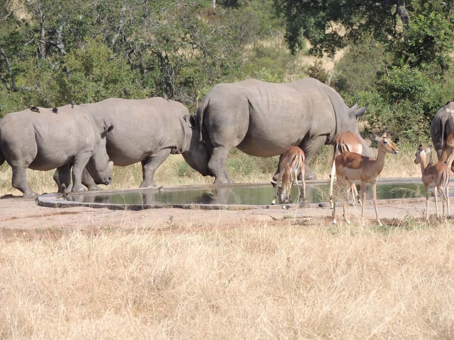 Marloth Park: Kruger National Park Safari Game Drives - Three hours of morning game viewing