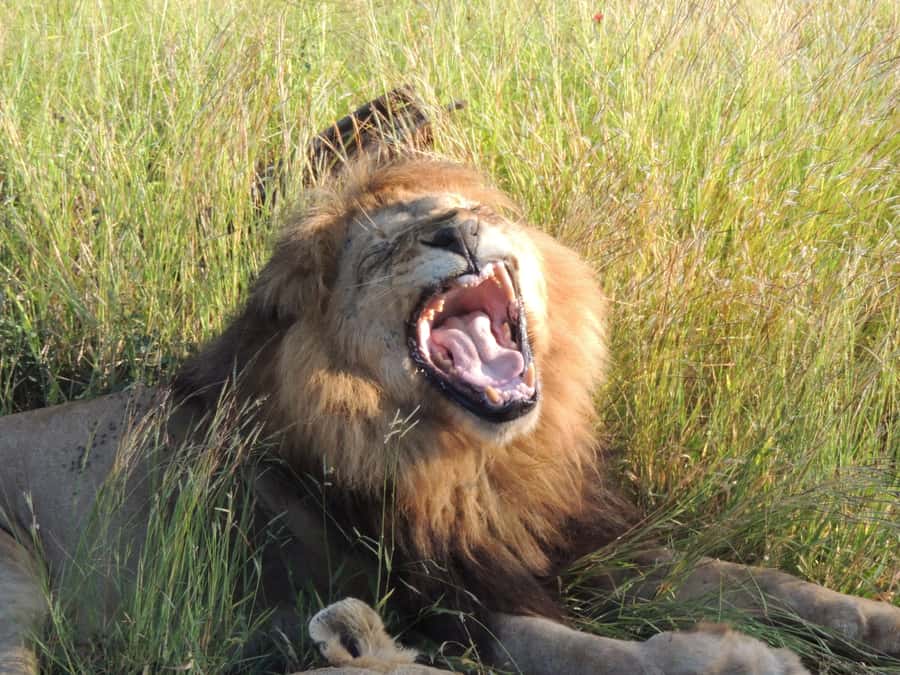 Marloth Park: Kruger National Park Safari Game Drives - Breakfast after the first sightings