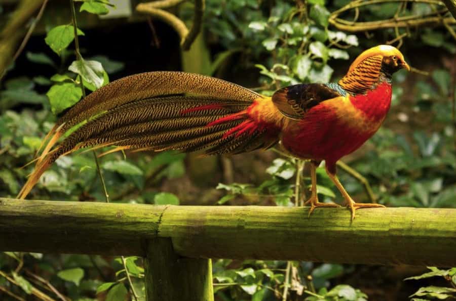 Monkeyland, Birds of Eden, Jukani - Animal Sanctuaries - Three sanctuaries, three very different visits