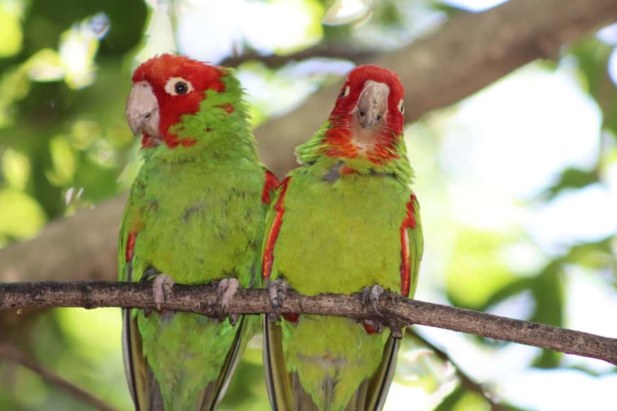 Monkeyland, Birds of Eden, Jukani - Animal Sanctuaries - Jukani: rescued predators and a 90-minute walking safari