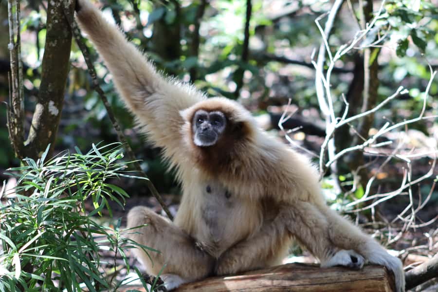 Monkeyland, Birds of Eden, Jukani - Animal Sanctuaries - What the $23 price really buys you
