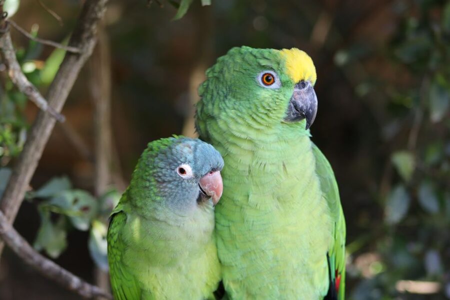 Monkeyland, Birds of Eden, Jukani - Animal Sanctuaries - Practical tips for a better visit