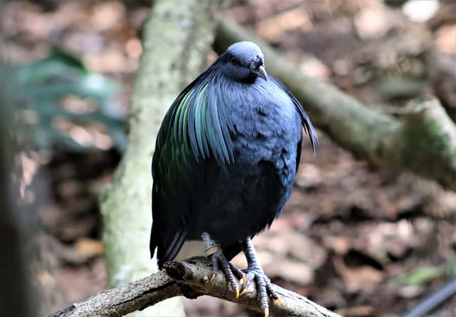 Monkeyland, Birds of Eden, Jukani - Animal Sanctuaries - Birds of Eden: a 1.2-kilometer walk under open sky
