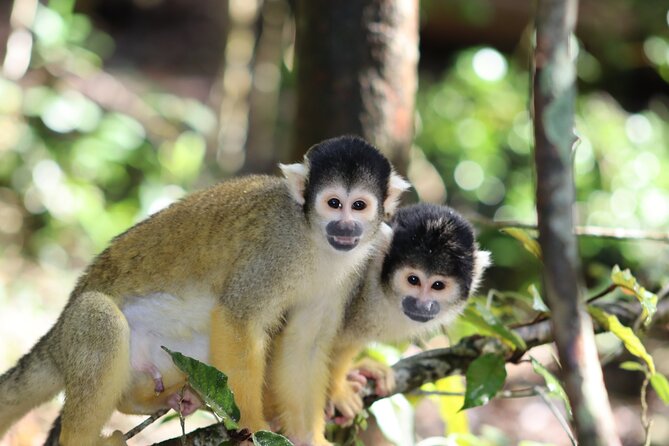 Monkeyland Guided Tour in Plettenberg Bay - Why the open setting changes the experience