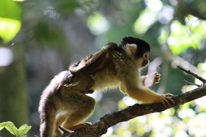 Monkeyland Guided Tour in Plettenberg Bay - The educational side of the visit