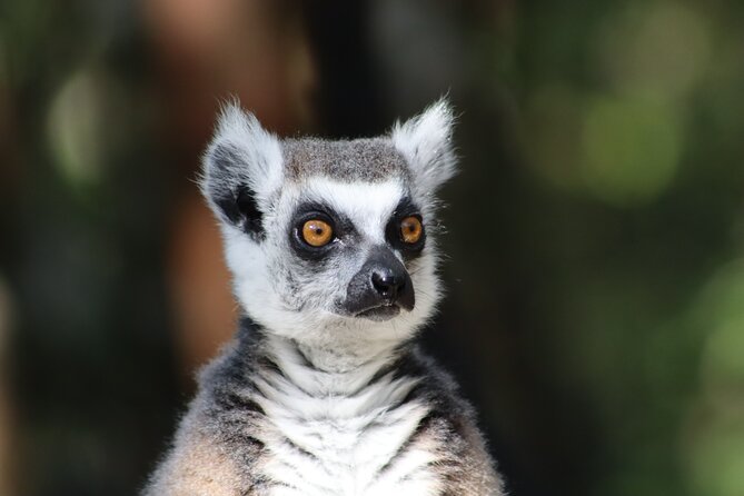 Monkeyland Guided Tour in Plettenberg Bay - How the group size affects your visit