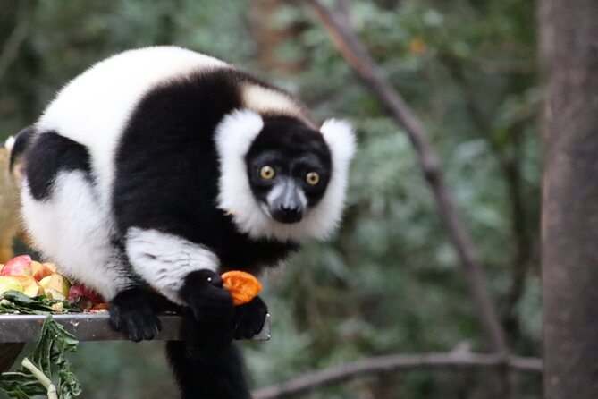 Monkeyland Guided Tour in Plettenberg Bay - Is the price good value?