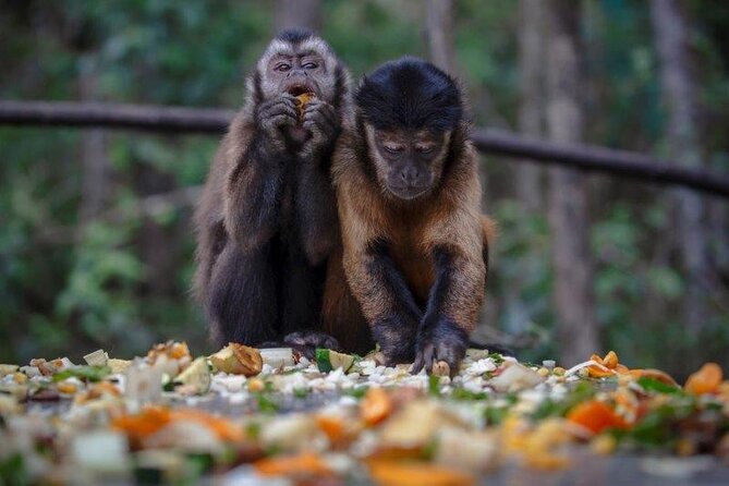 Monkeyland Guided Tour in Plettenberg Bay - When to book and how to protect your plans