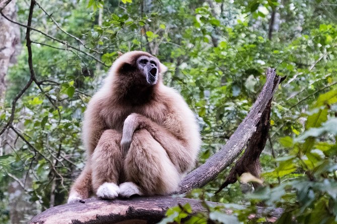 Monkeyland Guided Tour in Plettenberg Bay - What happens on the 45-minute to one-hour walk