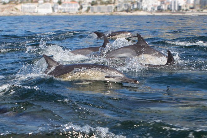Ocean Wildlife Encounter in Cape Town - Wildlife sightings you might have