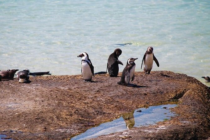 Penguin Encounter Boulders Beach Half Tour Day from Cape Town - Guides make a real difference