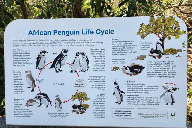 Penguin Encounter Boulders Beach Half Tour Day from Cape Town - What to pack for a smoother morning