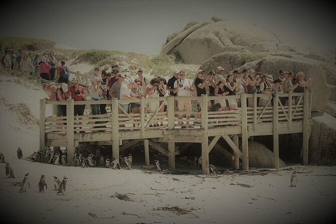 Penguin Encounter Boulders Beach Half Tour Day from Cape Town - Two hours at Boulders Beach