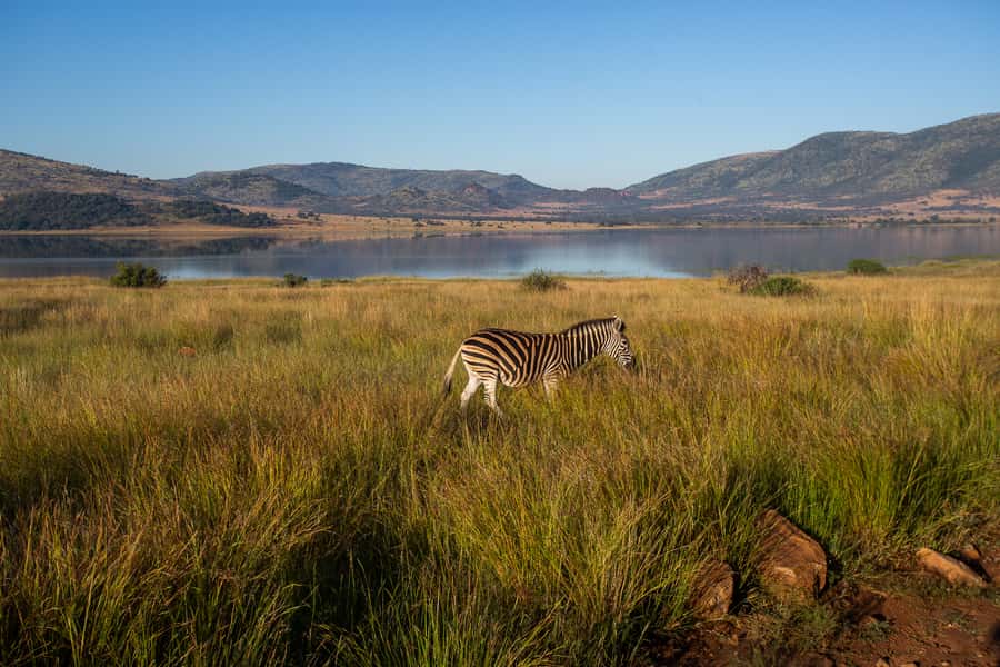 Pilanesberg: 2 Day 3-Star Pilanesberg Safari - Vehicle types, comfort, and safari value