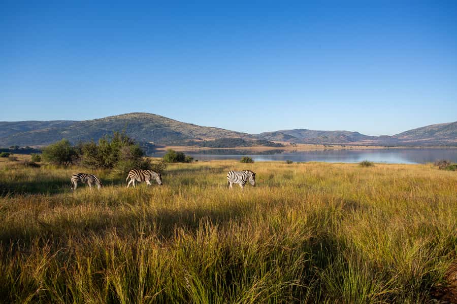 Pilanesberg: 2 Day 3-Star Pilanesberg Safari - Is $359 a fair price?