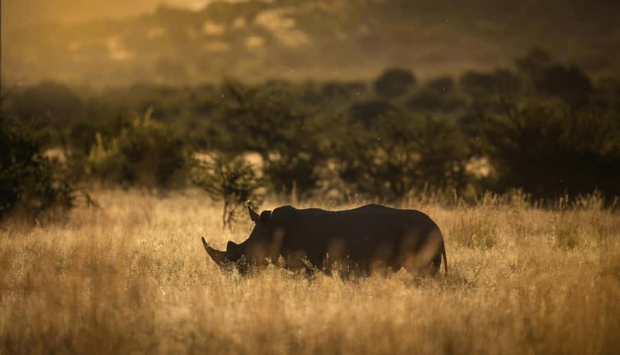Pilanesberg: Full-Day Safari Adventure from Johannesburg - The morning search for the Big 5