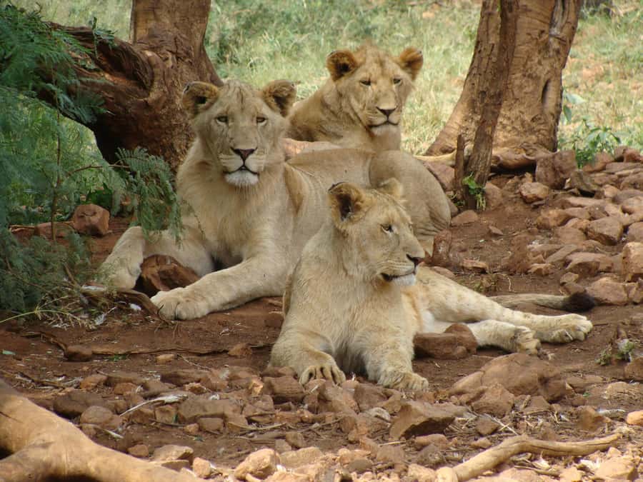 Pilanesberg: Full-Day Safari Adventure from Johannesburg - Booking flexibility and the final decision