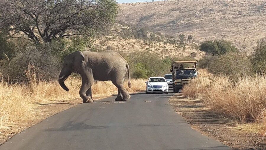 Pilanesberg Full-Day Shared Safari with Sun City Visit - Why this Pilanesberg day works