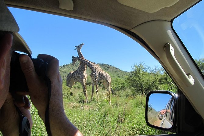 Pilanesberg Game Reserve 6 Hour Sunrise Safari from Johannesburg or Pretoria - Six hours of wildlife viewing inside the reserve