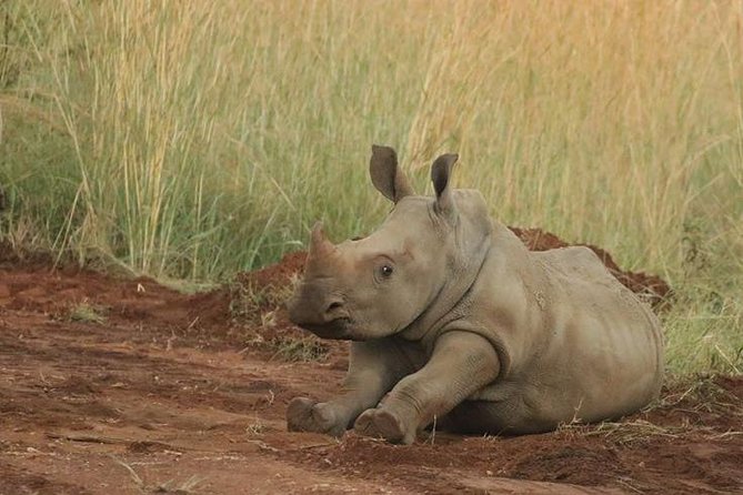 Pilanesberg Game Reserve 6 Hour Sunrise Safari from Johannesburg or Pretoria - Bakubung Bush Lodge and the one-hour lunch stop