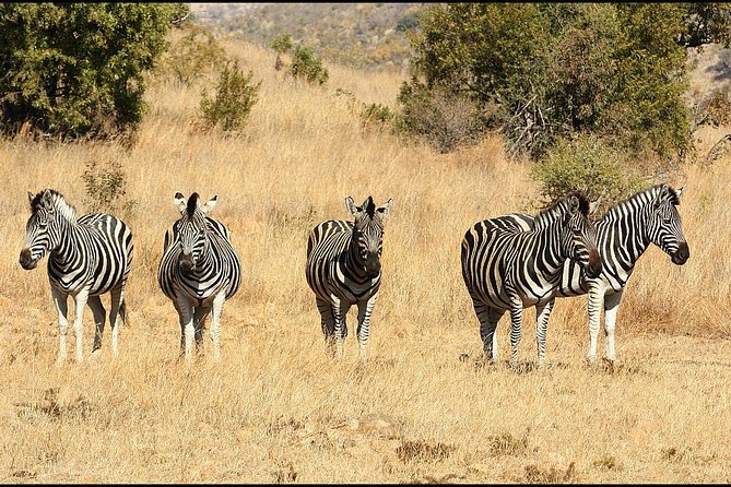 Pilanesberg Game Reserve 6 Hour Sunrise Safari from Johannesburg or Pretoria - Who should book this sunrise safari