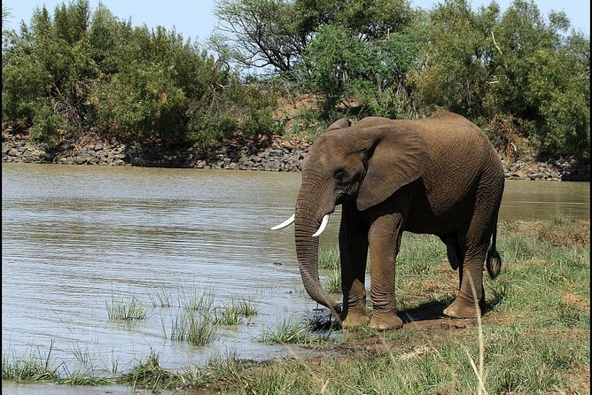 Pilanesberg Game Reserve 6 Hour Sunrise Safari from Johannesburg or Pretoria - Booking, cancellation, and practical details