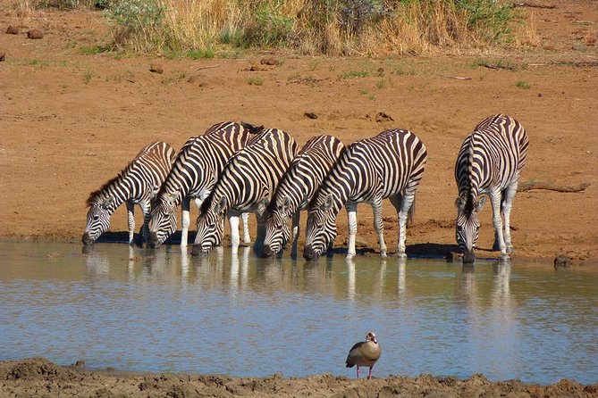Pilanesberg Game Reserve 6 Hour Sunrise Safari from Johannesburg or Pretoria - The 4:00 am departure and long road transfer