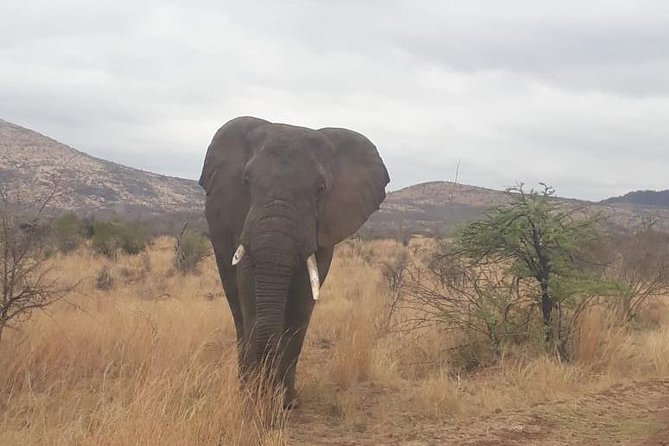 Pilanesberg Game Reserve Guided Day Tour from Johannesburg or Pretoria - Why Pilanesberg works for a one-day safari