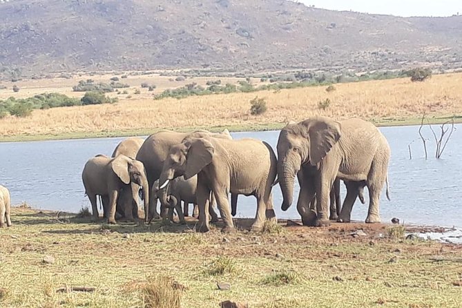 Pilanesberg Game Reserve Guided Day Tour from Johannesburg or Pretoria - Searching for the Big Five