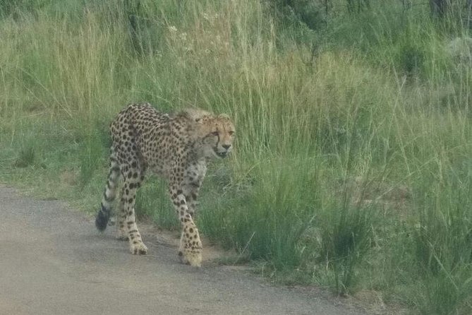 Pilanesberg Game Reserve Guided Day Tour from Johannesburg or Pretoria - Is the $232.60 price good value?