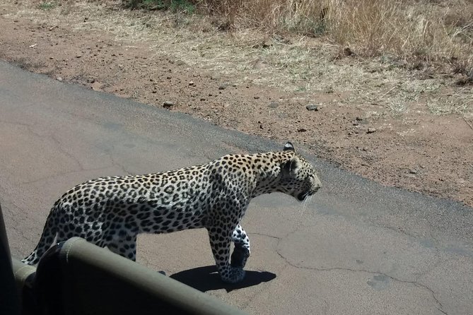 Pilanesberg Game Reserve Guided Day Tour from Johannesburg or Pretoria - Who should book this safari