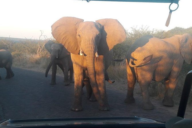 Pilanesberg Game Reserve Guided Day Tour from Johannesburg or Pretoria - Six hours in an open-air game vehicle