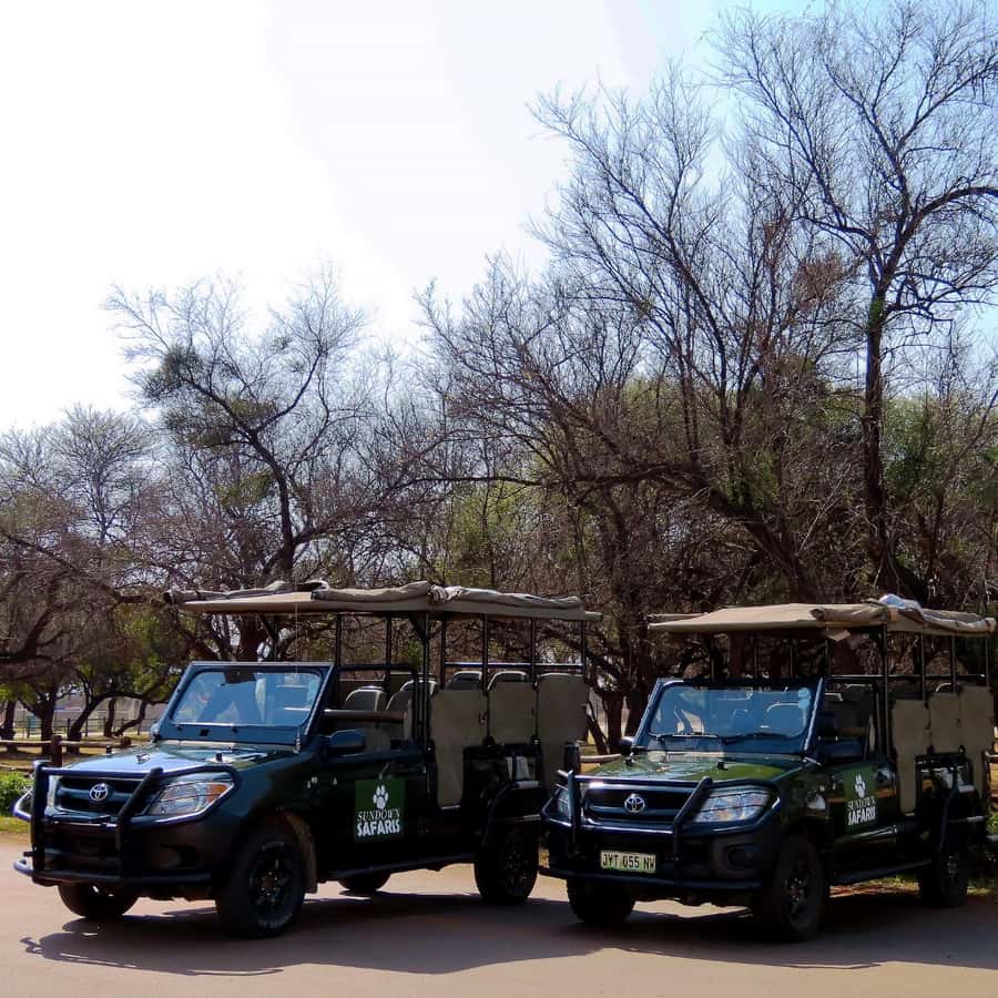 Pilanesberg Morning or Afternoon 3 Hour Game Drive - Birds, plants, and the bushveld setting