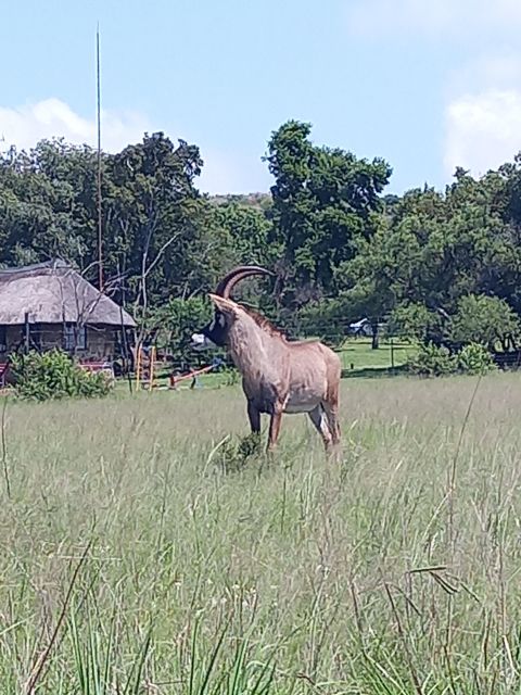 Pilanesberg National Park - Booking Advice for a Smooth Day