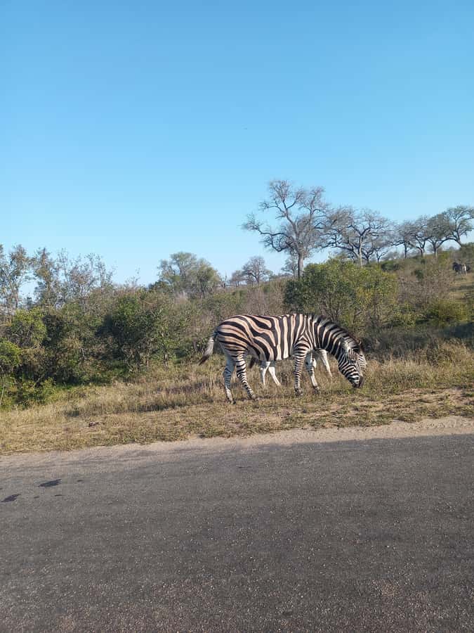 Pilanesberg National Park - Leaving the Park Between 3:00 and 4:00