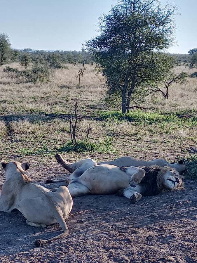 Pilanesberg National Park - Who Will Enjoy This Safari Most
