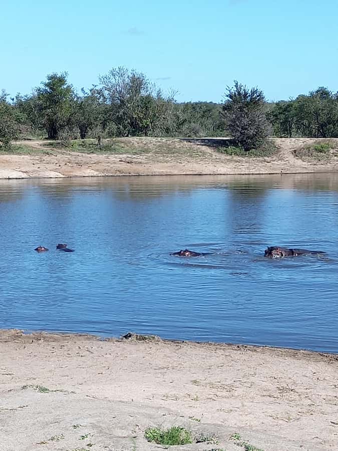 Pilanesberg National Park - French and English Guiding